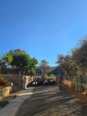 a man walking down a road with a herd of sheep at Pianotolu - Rez de villa entre mer et montagne in Moltifao