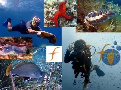 a collage of photos with a diver and fish at A Rossa Location in Favone