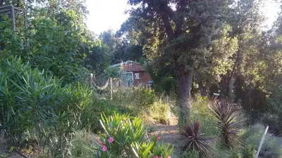 a small house in the middle of a forest at Le petit chalet in Porticcio