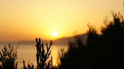 a sunset over the ocean with plants in the foreground at Camélia Plein Soleil Bord de Plage in Coti-Chiavari