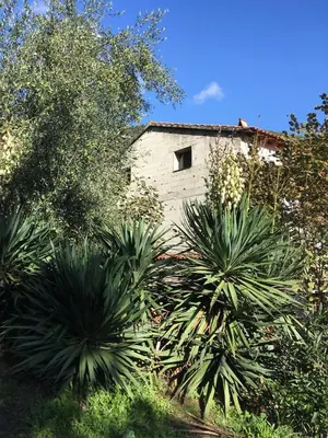 a building in the middle of some trees and plants at Petite maison proche de la nature in Vico