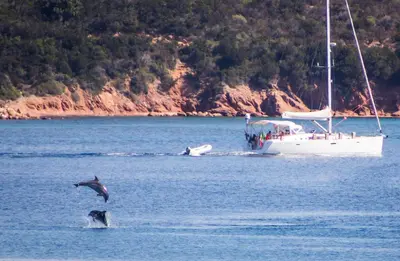 two dolphins in the water next to a boat at Hôtel du Golfe in Bonifacio