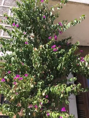 a plant with purple flowers on the side of a building at Caseddu di Chjarastella in Figari