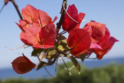 a group of red leaves on a tree at Les Bungalows de Figha in Tarcu