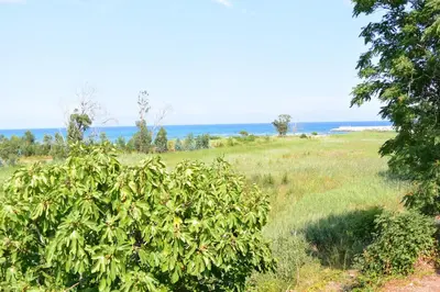 a tree in a field with the ocean in the background at Emma in Sari Solenzara