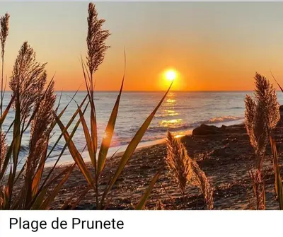a sunset on the beach with plants in the foreground at CASA Piana in Cervione