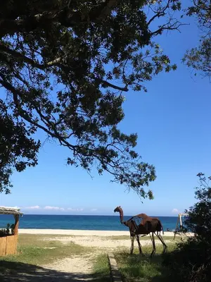a camel walking on the beach next to the ocean at CASA Piana in Cervione