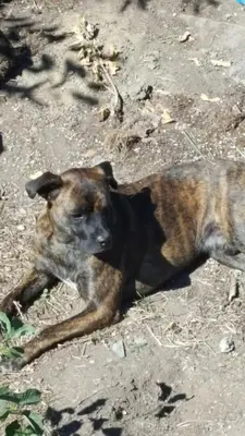 a brown and black dog laying on the ground at English Club in Corsica B&B in Porri