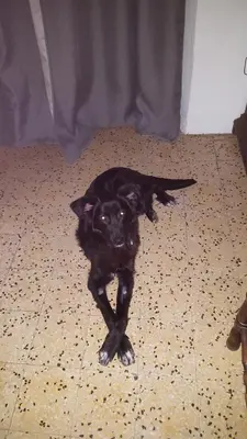 a black dog laying on the floor at English Club in Corsica B&B in Porri