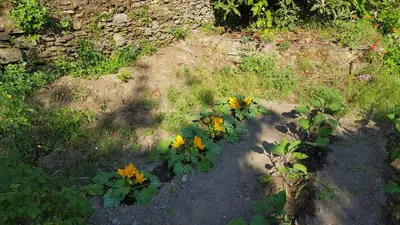 a group of yellow flowers on the ground at English Club in Corsica B&B in Porri