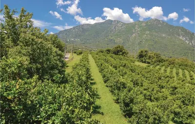 a field of trees with a mountain in the background at Beautiful Home In Santa Maria Poggio in Santa-Maria-Poggio