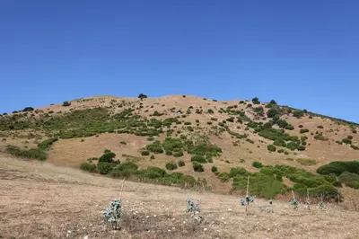 a hill with trees on top of a field at Camping du Soleil in Appietto