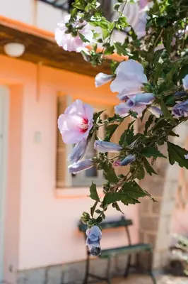 a tree with pink and blue flowers in front of a house at U Parasu in Santa-Maria-Figaniella
