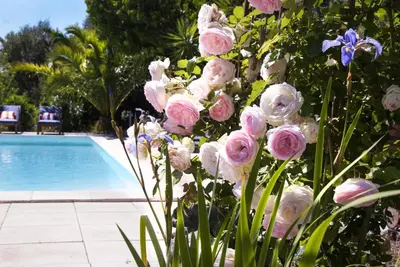 a bunch of pink flowers next to a swimming pool at Résidence Ogliastrello in Olmeto