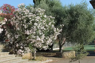 a flowering tree with pink flowers in a park at Chambres d'hôtes Le Clos des Oliviers in Sorbo-Ocagnano