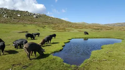 a herd of animals grazing in a field next to a pond at U San Larenzu in Aullène