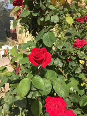 a bush of red roses with green leaves at Les Asphodèles in Partinello