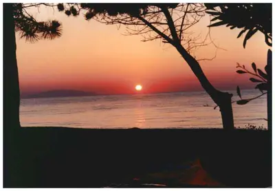 a sunset over the ocean with a tree in the foreground at Domaine de l'Avidanella in Santa-Lucia-di-Moriani