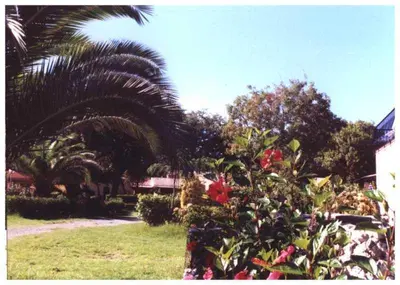 a bush with red flowers in a yard with palm trees at Domaine de l'Avidanella in Santa-Lucia-di-Moriani
