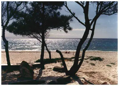 a group of trees on a beach near the water at Domaine de l'Avidanella in Santa-Lucia-di-Moriani