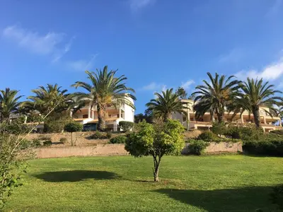 a tree in the middle of a field with palm trees at CARDELLINI 23 in Sari Solenzara
