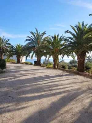 a row of palm trees on a dirt road at CARDELLINI 23 in Sari Solenzara