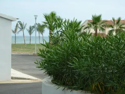 a group of palm trees on the side of a street at Residence Marea Resort in Santa-Lucia-di-Moriani