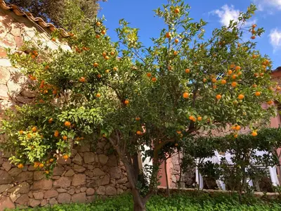 an orange tree in front of a stone wall at Maison L'Oranger avec piscine - Domaine E Case di Cuttoli in Cuttoli-Corticchiato
