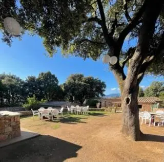 a tree with a bunch of tables and chairs at Maison L'Oranger avec piscine - Domaine E Case di Cuttoli in Cuttoli-Corticchiato
