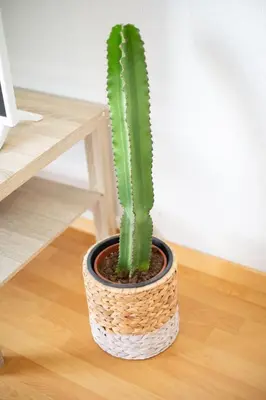a green cactus in a pot on a wooden floor at Evasion Marine - T2 Vue mer - Terrasse - Plage à pied in Ajaccio