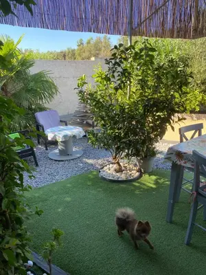 a cat walking on the grass in a yard at Studio Marymer in Cervione