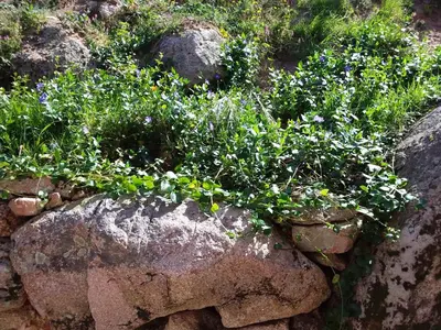 a rock garden with flowers on top of it at Casa Myrta 3 étoiles in Porto-Vecchio