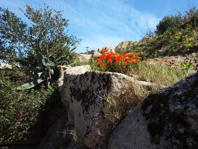 a group of rocks and flowers on a hill at Casa Myrta 3 étoiles in Porto-Vecchio