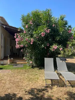 two chairs sitting in front of a bush with pink flowers at Palauma Plage in Sari Solenzara