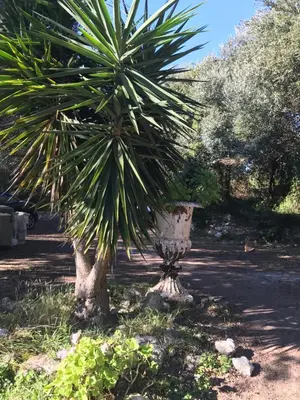 a palm tree in a garden with a vase at Résidence hôtelière A TRAMA in Bonifacio