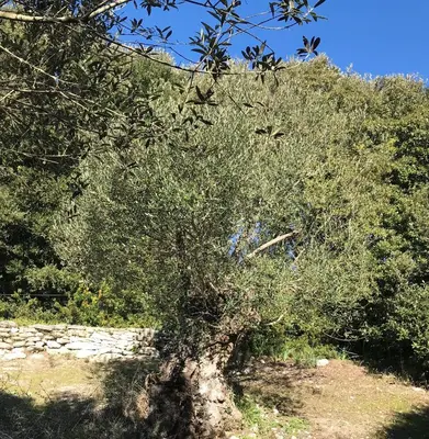an old olive tree in front of a stone wall at Résidence hôtelière A TRAMA in Bonifacio