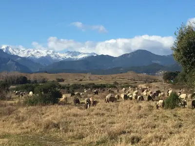 a herd of animals grazing in a field with mountains at Maison Corse in Aléria