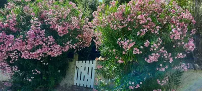 a bunch of pink flowers behind a white fence at Casa Mina in Pietrosella