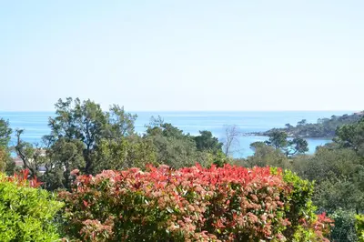 a tree with red flowers in front of the ocean at ORO 53 in Conca