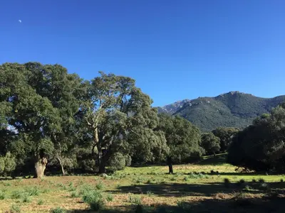 a field with trees and mountains in the background at Maison de campagne, deux chambres, vue sur les montagnes in Sartène