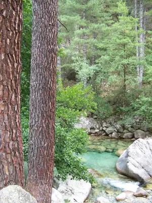 a group of trees and a stream in a forest at Vanina Park in Corte