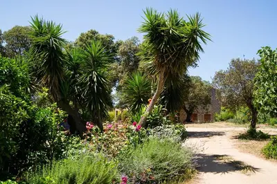 a garden with palm trees and flowers on a dirt road at I Casilari in Serra-di-Ferro