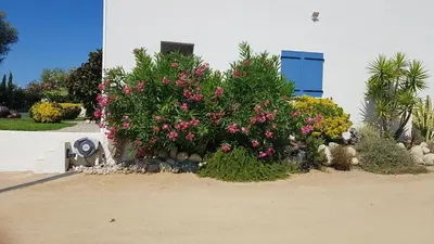 a bush with pink flowers in front of a building at Residence U MELU GRAND T3 JAUNE à l'étage in Tiuccia