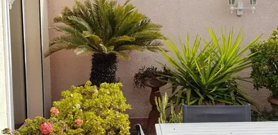 a group of plants sitting next to a wall at dupleix U Forcone in Ajaccio