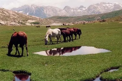 a group of horses grazing in a field next to a pond at Résidence U MELU Grand T2 BLEU en rez de jardin in Tiuccia