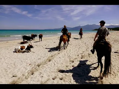 a group of people riding horses on the beach with cows at Grande Villa, Corse du Sud, Domaine privé de Cala Rossa in Porto-Vecchio