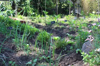 a garden with some plants in the dirt at Les Suites d'Agosta in Porticcio