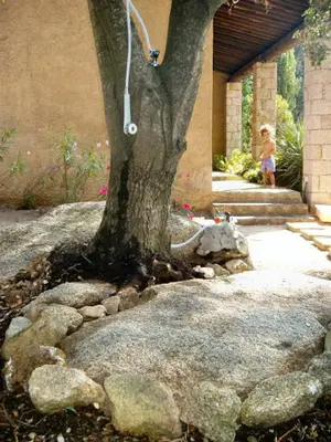 a tree with rocks around the base of it at La Baraka in Pianottoli-Caldarello