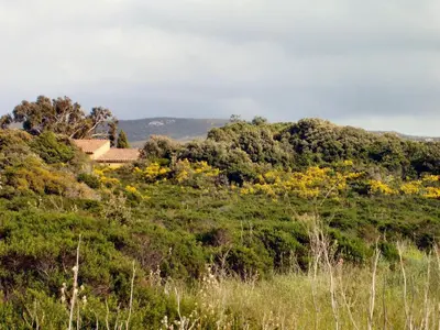 a house on top of a hill with trees at La Baraka in Pianottoli-Caldarello
