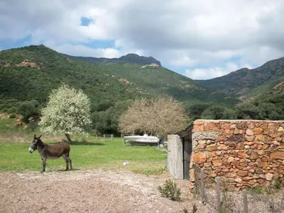 a donkey standing in a field next to a stone wall at Maison de Vacances Renno in Renno